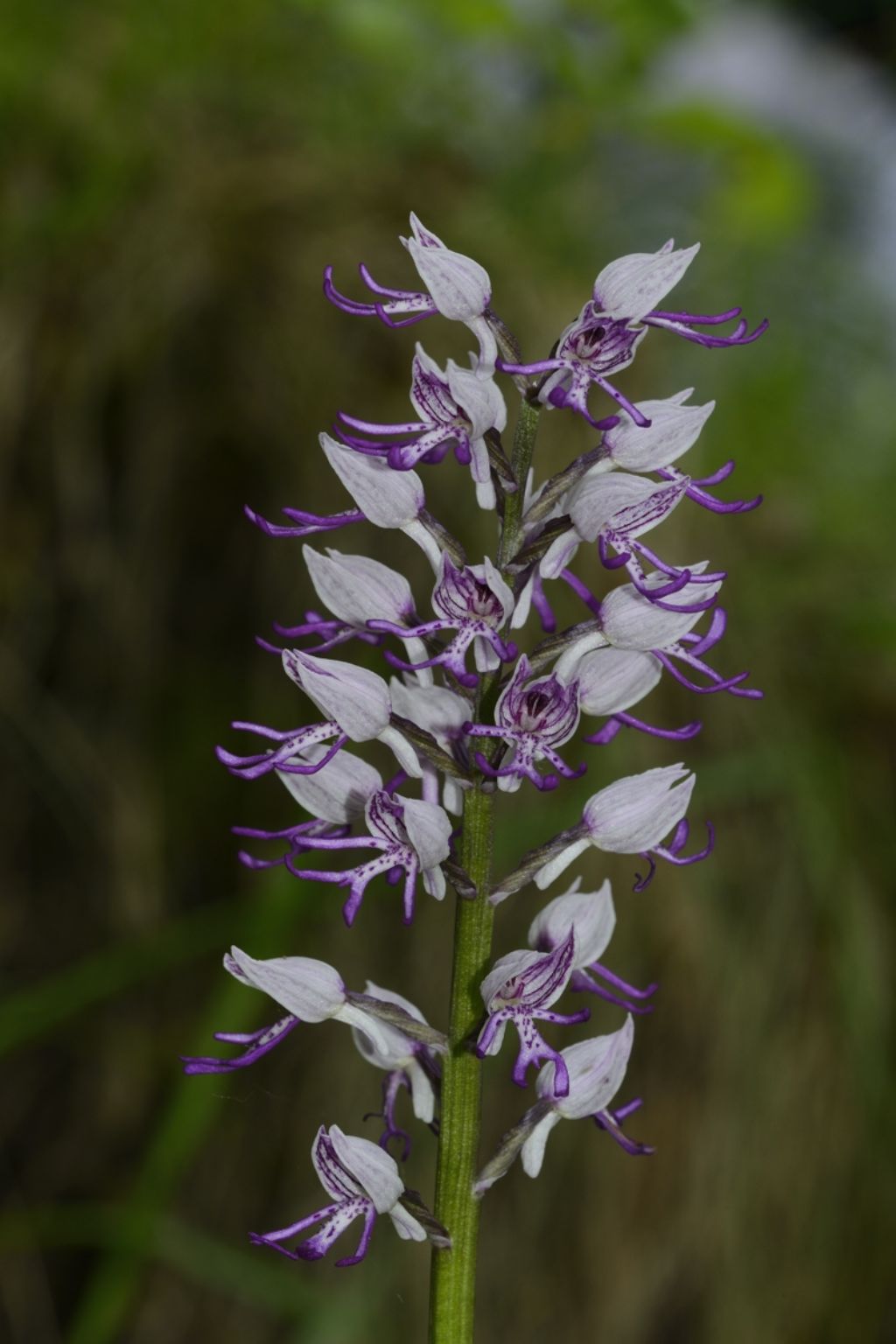 Orchis simia